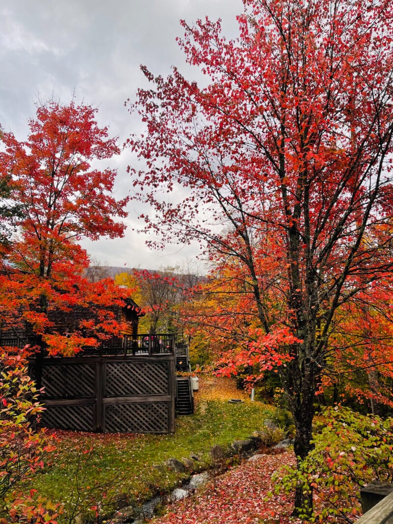 trees with bright red leaves in the fall