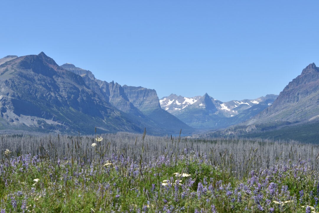a mountain valley with purple wildflowers