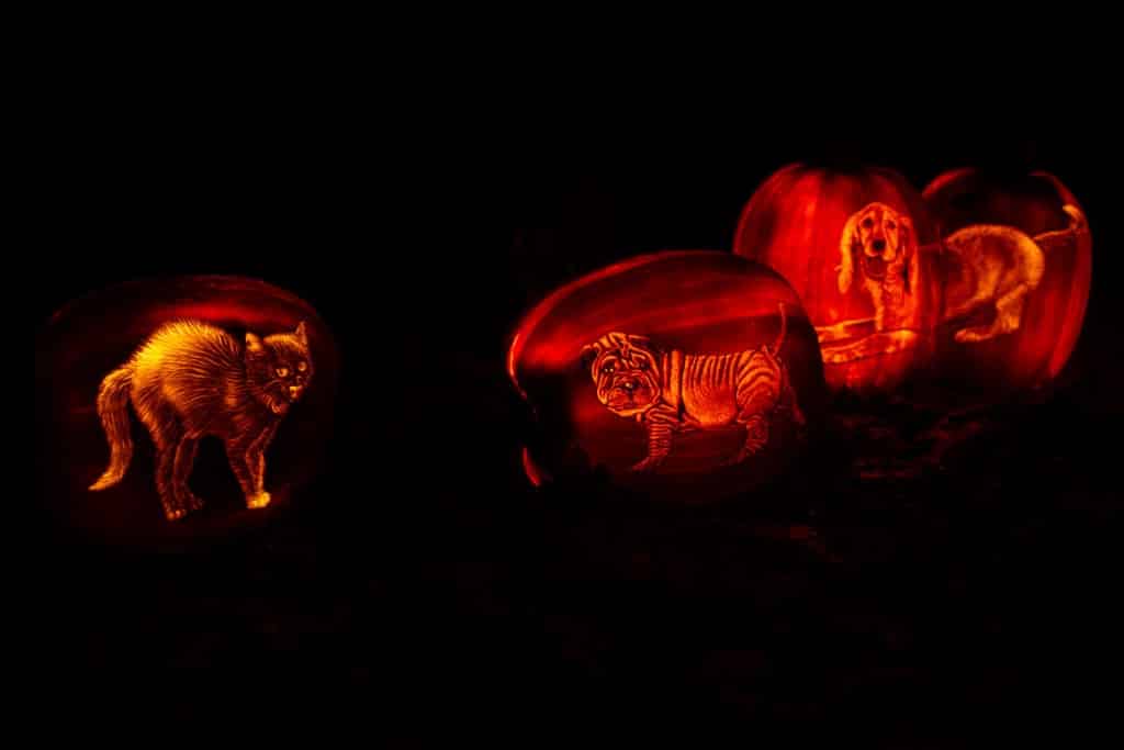 An unhappy cat surrounded by dogs.