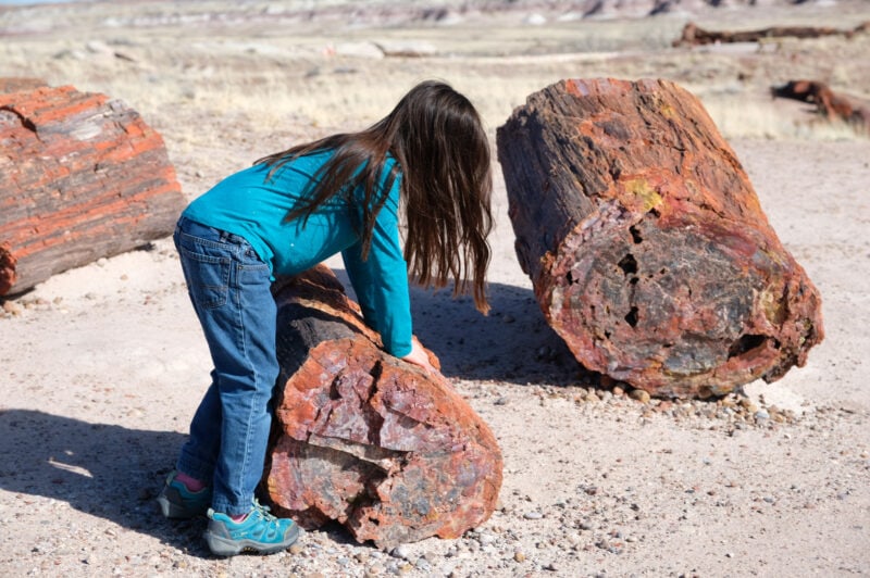 A child leans on a large piece of petrified wood